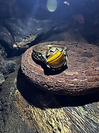 Tigerauge Ring – Vintage Design | verstellbar | Messing & Kupfer