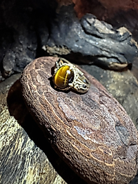 Tigerauge Ring – Klassisches Ornament Design | verstellbar | Messing & Kupfer